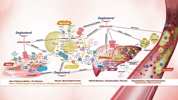 디글루스테롤 피부노화 억제 특허의 의미는